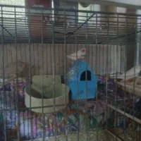 چند جفت پرنده