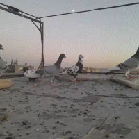 کفتر صید  جوجه ب شرط پرش|پرنده|مشهد, چاهشک|دیوار
