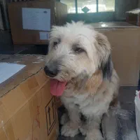 سگ پیداشده