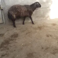 گوسفند نر نژاد افشار|حیوانات مزرعه|هشتگرد, شهرک راه آهن|دیوار