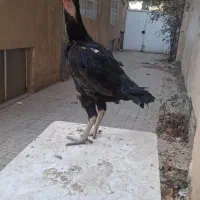 مرغ لاری|حیوانات مزرعه|مشهد, کوه سنگی|دیوار