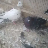 بچه کفتر مفلق|پرنده|یزد, |دیوار