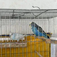 تعدادی مرغ عشق