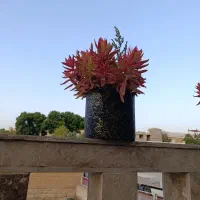 فروش گل طبیعی خانگی