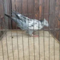 کبوتر|پرنده|شیراز, جانبازان|دیوار