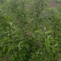 باغ ۵۰۰۰ متری