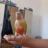 دو عدد گرینچیک