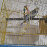 عروس هلندی|پرنده|میناب, |دیوار