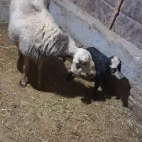 میش بره دار 32