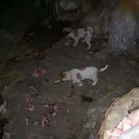 دوتاتوله پاکوتاه