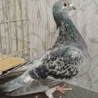 جوجه پلاکی دورگ گمشده با حلقه ورنگ سبز