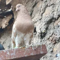 سر زرد عطیقه