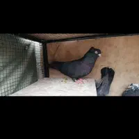 زاغ نر بازیکن