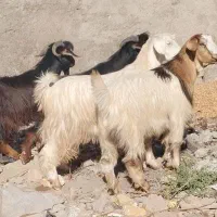 گوسفند داشتی بز بزغاله بره نر و ماده