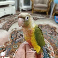 گرینچیک|پرنده|تربت‌حیدریه, آغوی|دیوار