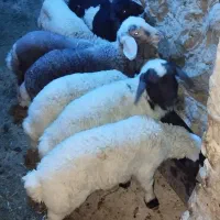 میش|حیوانات مزرعه|چوار, |دیوار