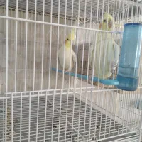 عروس هلندی مولد|پرنده|شیراز, سعدیه شمالی|دیوار