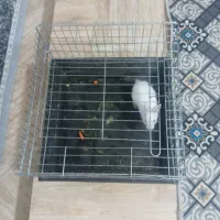 خرگوش قشنگ باقفس