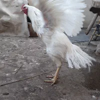 لاری. خورس  سفید یتیغ