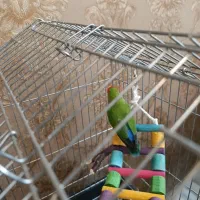 طوطی برزیلی|پرنده|خوی, |دیوار