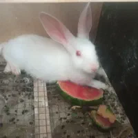 خرگوش از نسل چشم سرخ