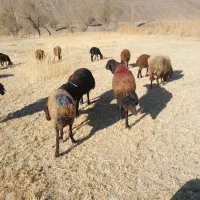 سلام دوتا قوچ کله گرد