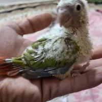 جوجه گرینچیک سرلاکی آناناسی رد|پرنده|مهریز, |دیوار