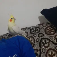 عروس هلندی نر لوتینو