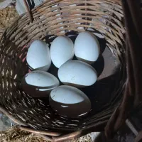 تخم قوغار اوکراینی دونه ای 80تومان