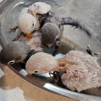 کوتوله برزیلی سرلاکی