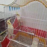 عروس هلندی|پرنده|بردسکن, |دیوار