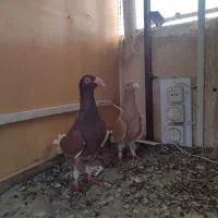 نروماده|پرنده|مشهد, ایثار|دیوار