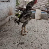 جوجه لاری
