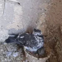 کبوتر پرشی آس