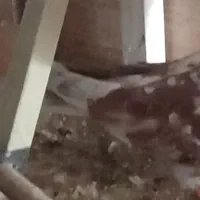 کبوتر کفتر گمشده|حیوانات|همدان, |دیوار