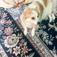 اشپیز پامرین ماده|سگ|بندرعباس, |دیوار