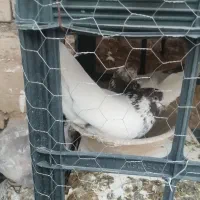 کفتر گمشده|حیوانات|قم, شهرک امام حسین|دیوار