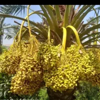 قطع نخل در تمامی مناطق به صورت رایگان