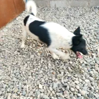 سگ پاکوتاه|سگ|مرند, |دیوار