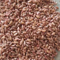 گندم بذری انابرنا