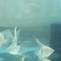 ماهی و اکواریوم|ماهی|نیشابور, شهرک بهداری|دیوار