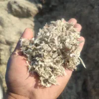 تفاله چغندر