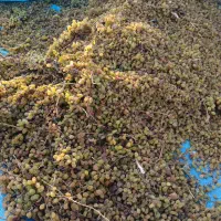 کشمش تیزابی درجه یک