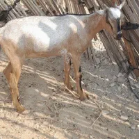 دوعددکهره ماده بایکی نر