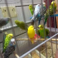 10عدد.پرنده زینتی قیمت مناسب