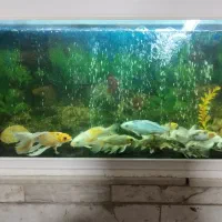 فروش ماهی کوی|ماهی|کرمان, |دیوار