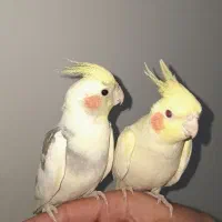 عروس هلندی لوتینو بالغ|پرنده|لاهیجان, امیرشهید|دیوار