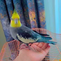 عروس هلندی|پرنده|سنندج, |دیوار