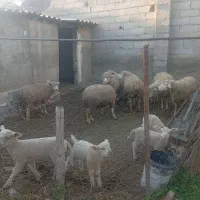 چند راس میش و بره ایلدوفرانس خالص