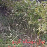 نهال گردو خوشه ای|خدمات باغبانی و درختکاری|هوراند, |دیوار